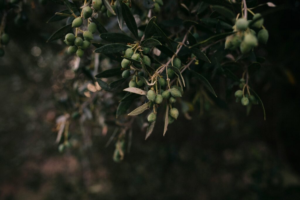 What Makes an Olive Flourish On Sacred Ground?